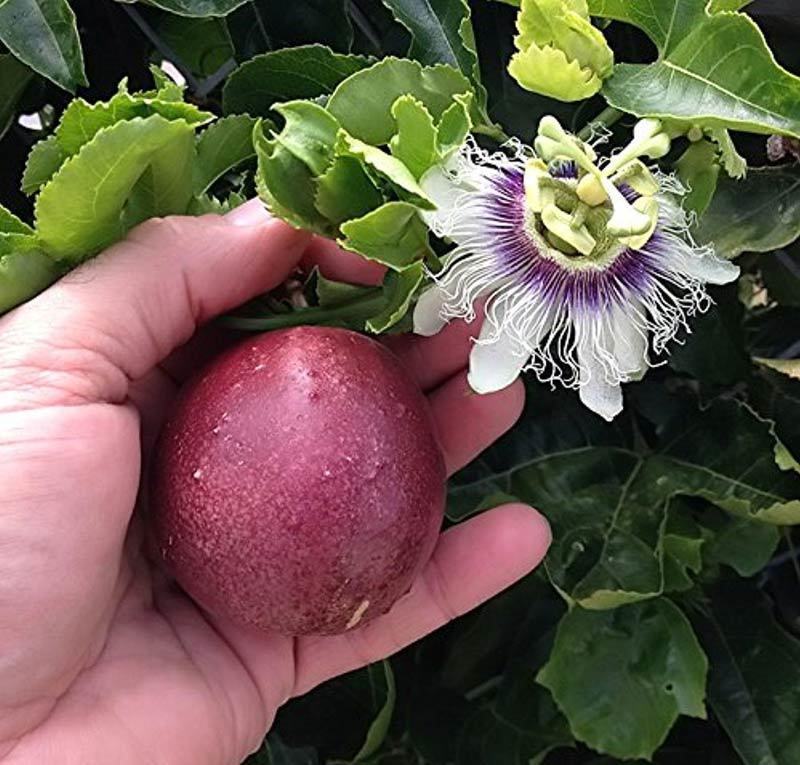 Çarkıfelek Fidanı, Çarkıfelek Fidanı al, Pasiflora Fidanı, Manavgat Pasiflora Fidanı, En Kaliteli Pasiflora Fidanı, Doğal Pasiflora