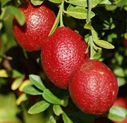 Avustralya Red Blood Fidanı,Kırmızı Limon,Kırmızı Limon Fidanı,Avustralya Red Blood Fidanı Al,Avustralya Red Blood Fidanı Faydaları,Avustralya Red Blood Fidanı Besin Değerleri