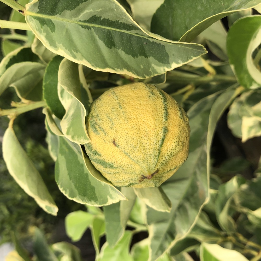 Alacalı Bodur Limon Fidanı,Alacalı Bodur Limon Fidanı Al, Alacalı Bodur Limon Fidanı Antalya,Alacalı Bodur Limon Fidanı Manavgat,Alacalı Bodur Limon Fidanı Doğal,Doğal Alacalı Bodur Limon Fidanı