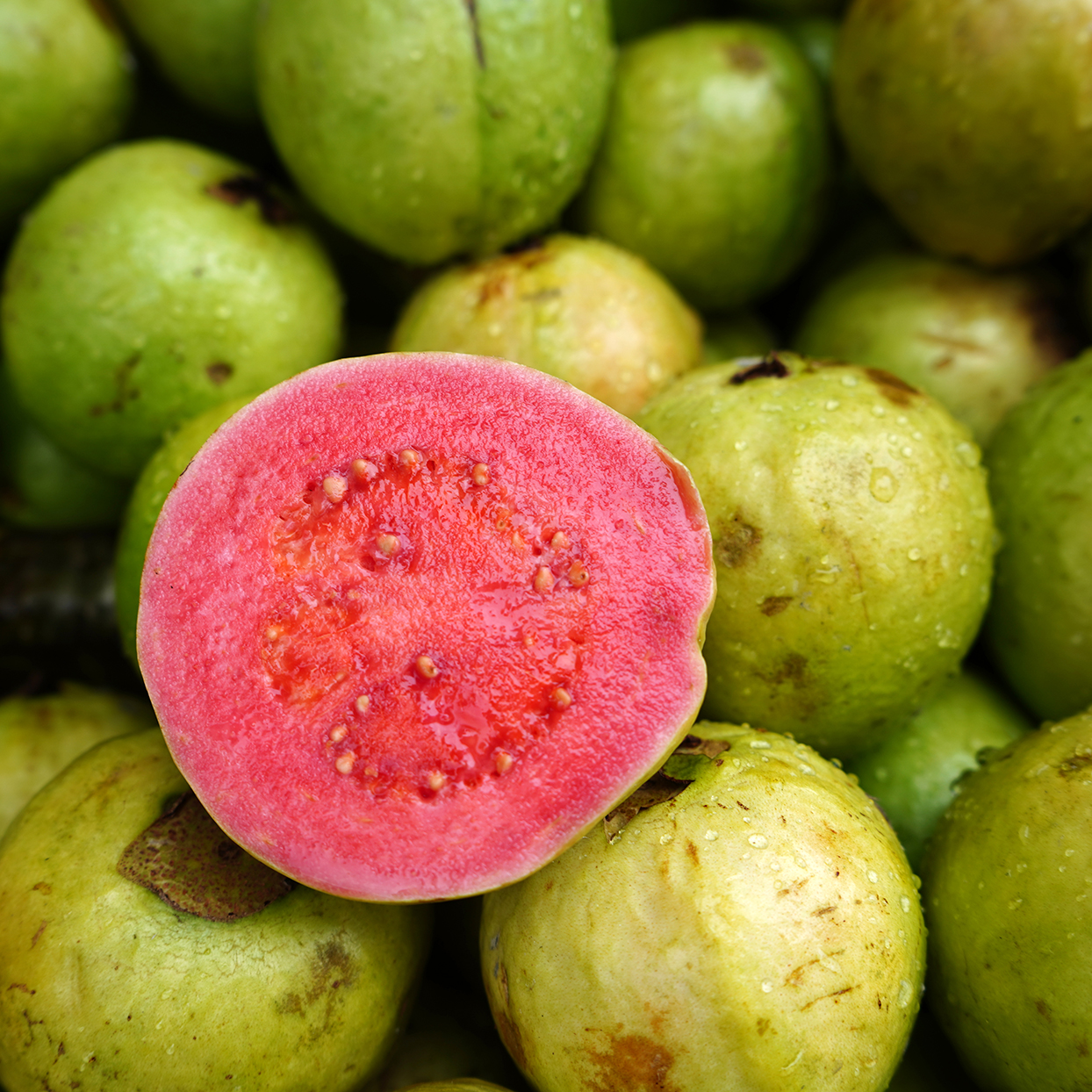 Guava Meyvesi Fidanı, Guava Fidanı, Guava, Guava Fidanı Al, En Ucuz Guava Fidanı, Manavgat Guava Fidanı,Guava Meyvesi Faydaları,Guava Besin Değerleri