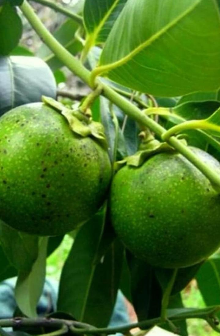 Black Spote (Çikolata Meyve Fidanı)