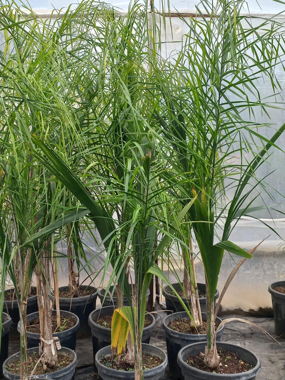 Cocos Kraliçe Palmiye