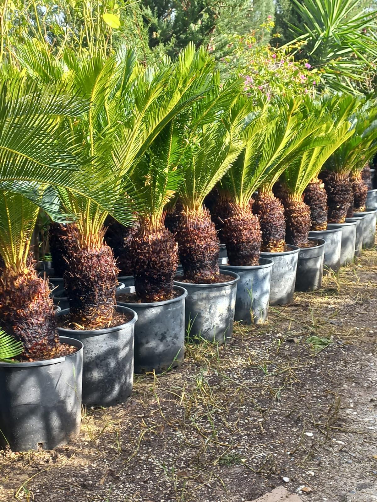 Cycas Revoluta, Sikas Palmiye (Japon Sago Palmiyesi)