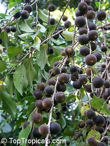 ketembilla al,ketembilla fidanı,ucuza fidan al,toplu fidan al,Ceylon Gooseberry,antalya ketembilla fidan,antalya ketembilla fidan satışı