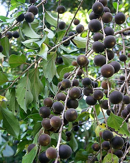 ketembilla al,ketembilla fidanı,ucuza fidan al,toplu fidan al,Ceylon Gooseberry,antalya ketembilla fidan,antalya ketembilla fidan satışı